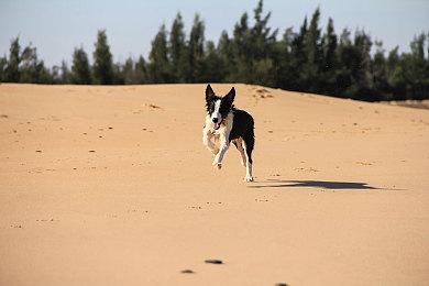 《冒险岛：枫之传说》手游终生收入达6亿美元